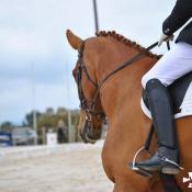 Concours de dressage