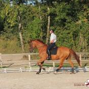 Séance de travail dressage