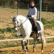 Séance de travail dressage