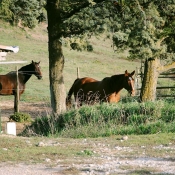 Paddocks chevaux