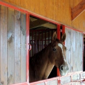 Boxes chevaux