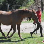 Le respect du cheval