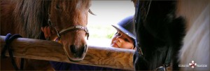Poney Club et pension chevaux