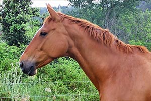 pension-chevaux