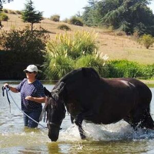 Bain avec les chevaux