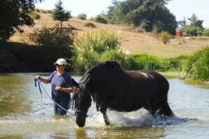 Bain avec les chevaux