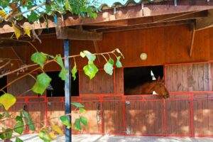 Pension chevaux en boxes