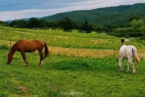 Les chevaux au paddock