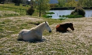 Chevaux au repos au pré