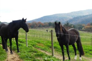 Contact sociaux entre chevaux au pré