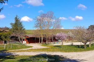 Les installations de l'écurie