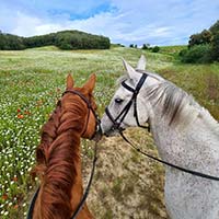 Balade à cheval en extérieur Balade à cheval en extérieur