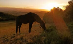 Pensions de chevaux dans l'Aude