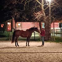 Travail du cheval à pied Travail du cheval à pied