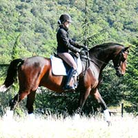 Travail du cheval Travail du cheval